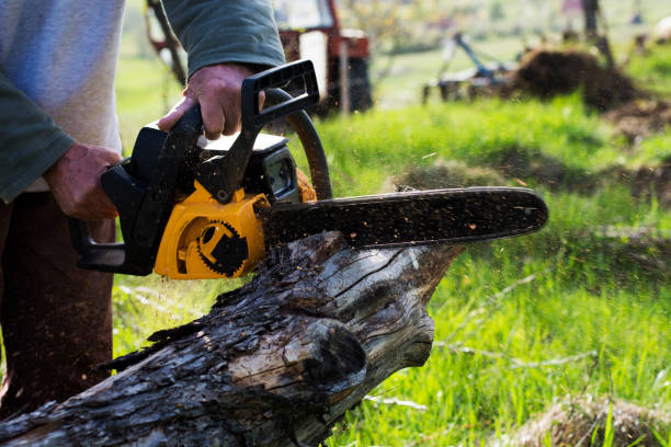  , USA Tree Removal Services Pros